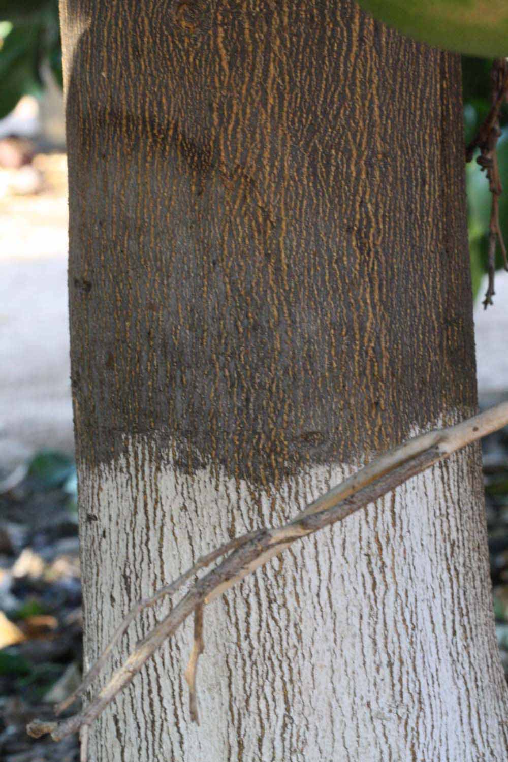            Bark (Riverside, CA)   
